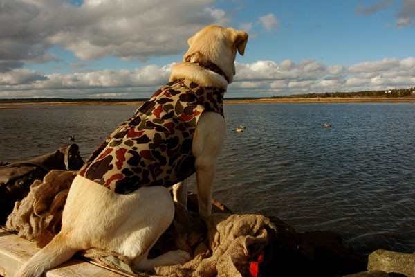 Ruby (Goose Cove) Watching (2005) 2.jpg